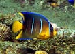 Juvenile Blue Angel Fish